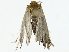  ( - BIOUG80163-G02)  @11 [ ] CreativeCommons - Attribution (2022) CBG Photography Group Centre for Biodiversity Genomics