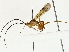  (Triraphis Malaise2999 - BIOUG80163-H02)  @13 [ ] CreativeCommons - Attribution (2022) CBG Photography Group Centre for Biodiversity Genomics