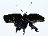  ( - BIOUG80164-G06)  @11 [ ] CreativeCommons - Attribution (2022) CBG Photography Group Centre for Biodiversity Genomics