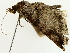  ( - BIOUG80180-A01)  @11 [ ] CreativeCommons - Attribution (2022) CBG Photography Group Centre for Biodiversity Genomics