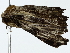 ( - BIOUG80180-E12)  @11 [ ] CreativeCommons - Attribution (2022) CBG Photography Group Centre for Biodiversity Genomics