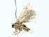  ( - BIOUG85253-D10)  @11 [ ] CreativeCommons - Attribution (2022) CBG Photography Group Centre for Biodiversity Genomics