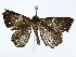  ( - BIOUG85254-G09)  @11 [ ] CreativeCommons - Attribution (2022) CBG Photography Group Centre for Biodiversity Genomics