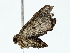  ( - BIOUG85254-H08)  @11 [ ] CreativeCommons - Attribution (2022) CBG Photography Group Centre for Biodiversity Genomics