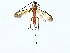  ( - BIOUG85259-C08)  @11 [ ] CreativeCommons - Attribution (2022) CBG Photography Group Centre for Biodiversity Genomics