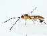  ( - BIOUG85259-F11)  @11 [ ] CreativeCommons - Attribution (2022) CBG Photography Group Centre for Biodiversity Genomics