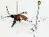  ( - BIOUG85260-E02)  @11 [ ] CreativeCommons - Attribution (2022) CBG Photography Group Centre for Biodiversity Genomics