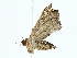 ( - BIOUG85466-D06)  @11 [ ] CreativeCommons - Attribution (2022) CBG Photography Group Centre for Biodiversity Genomics