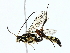  ( - BIOUG85499-A06)  @11 [ ] CreativeCommons - Attribution (2022) CBG Photography Group Centre for Biodiversity Genomics