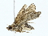  (Arugisa Malaise4151 - BIOUG85499-D08)  @11 [ ] CreativeCommons - Attribution (2022) CBG Photography Group Centre for Biodiversity Genomics