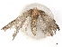  ( - BIOUG85500-D01)  @11 [ ] CreativeCommons - Attribution (2022) CBG Photography Group Centre for Biodiversity Genomics
