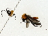  ( - BIOUG85500-F01)  @11 [ ] CreativeCommons - Attribution (2022) CBG Photography Group Centre for Biodiversity Genomics