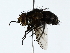  (Mystacella Malaise0741 - BIOUG89925-F12)  @11 [ ] CreativeCommons - Attribution (2022) CBG Photography Group Centre for Biodiversity Genomics