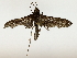 ( - BIOUG85467-H02)  @11 [ ] CreativeCommons - Attribution (2022) CBG Photography Group Centre for Biodiversity Genomics