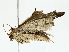  ( - BIOUG85467-H06)  @11 [ ] CreativeCommons - Attribution (2022) CBG Photography Group Centre for Biodiversity Genomics