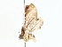  (Eois Malaise1614 - BIOUG62731-C01)  @11 [ ] CreativeCommons - Attribution (2022) CBG Photography Group Centre for Biodiversity Genomics