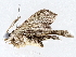  ( - BIOUG72945-G10)  @11 [ ] CreativeCommons - Attribution (2022) CBG Photography Group Centre for Biodiversity Genomics