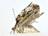  ( - BIOUG72947-C02)  @11 [ ] CreativeCommons - Attribution (2022) CBG Photography Group Centre for Biodiversity Genomics