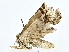  ( - BIOUG72948-A09)  @11 [ ] CreativeCommons - Attribution (2022) CBG Photography Group Centre for Biodiversity Genomics