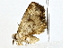  ( - BIOUG72948-B02)  @11 [ ] CreativeCommons - Attribution (2022) CBG Photography Group Centre for Biodiversity Genomics