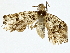  ( - BIOUG76538-D02)  @11 [ ] CreativeCommons - Attribution (2022) CBG Photography Group Centre for Biodiversity Genomics