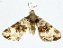  ( - BIOUG76538-D03)  @11 [ ] CreativeCommons - Attribution (2022) CBG Photography Group Centre for Biodiversity Genomics