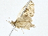  ( - BIOUG76538-D05)  @11 [ ] CreativeCommons - Attribution (2022) CBG Photography Group Centre for Biodiversity Genomics
