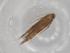  (Cosmopterix Malaise1744 - BIOUG79651-G08)  @11 [ ] CreativeCommons - Attribution (2022) Centre for Biodiversity Genomics Centre for Biodiversity Genomics