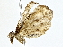  ( - BIOUG76537-F02)  @11 [ ] CreativeCommons - Attribution (2022) CBG Photography Group Centre for Biodiversity Genomics