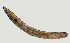  ( - NID-N1008)  @11 [ ] CreativeCommons - Attribution Non-Commercial (2017) Tom Powers University of Nebraska