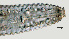  ( - NID-N1008)  @11 [ ] CreativeCommons - Attribution Non-Commercial (2017) Tom Powers University of Nebraska