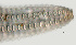  ( - NID-N1008)  @11 [ ] CreativeCommons - Attribution Non-Commercial (2017) Tom Powers University of Nebraska