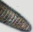  ( - NID-N1051)  @11 [ ] CreativeCommons - Attribution Non-Commercial (2017) Tom Powers University of Nebraska