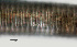  ( - NID-N1051)  @11 [ ] CreativeCommons - Attribution Non-Commercial (2017) Tom Powers University of Nebraska