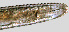  ( - NID-N1053)  @11 [ ] CreativeCommons - Attribution Non-Commercial (2017) Tom Powers University of Nebraska