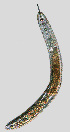  ( - NID-N1057)  @11 [ ] CreativeCommons - Attribution Non-Commercial (2017) Tom Powers University of Nebraska