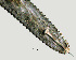  ( - NID-N1059)  @11 [ ] CreativeCommons - Attribution Non-Commercial (2017) Tom Powers University of Nebraska
