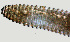  ( - NID-N1059)  @11 [ ] CreativeCommons - Attribution Non-Commercial (2017) Tom Powers University of Nebraska