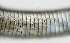  ( - NID-N1100)  @11 [ ] CreativeCommons - Attribution Non-Commercial (2017) Tom Powers University of Nebraska