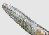  ( - NID-N1101)  @11 [ ] CreativeCommons - Attribution Non-Commercial (2017) Tom Powers University of Nebraska