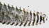  ( - NID-N1101)  @11 [ ] CreativeCommons - Attribution Non-Commercial (2017) Tom Powers University of Nebraska