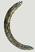  ( - NID-N1154)  @11 [ ] CreativeCommons - Attribution Non-Commercial (2017) Tom Powers University of Nebraska