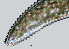  ( - NID-N1167)  @11 [ ] CreativeCommons - Attribution Non-Commercial (2017) Tom Powers University of Nebraska