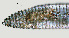  ( - NID-N1168)  @11 [ ] CreativeCommons - Attribution Non-Commercial (2017) Tom Powers University of Nebraska