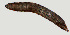  ( - NID-N1176)  @11 [ ] CreativeCommons - Attribution Non-Commercial (2017) Tom Powers University of Nebraska
