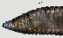  ( - NID-N1176)  @11 [ ] CreativeCommons - Attribution Non-Commercial (2017) Tom Powers University of Nebraska