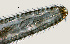  ( - NID-N1195)  @11 [ ] CreativeCommons - Attribution Non-Commercial (2017) Tom Powers University of Nebraska