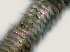 ( - NID-N1195)  @11 [ ] CreativeCommons - Attribution Non-Commercial (2017) Tom Powers University of Nebraska