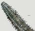  ( - NID-N1208)  @11 [ ] CreativeCommons - Attribution Non-Commercial (2017) Tom Powers University of Nebraska