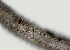  ( - NID-N1208)  @11 [ ] CreativeCommons - Attribution Non-Commercial (2017) Tom Powers University of Nebraska